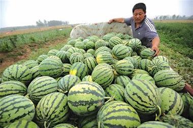 吃卖瓜视频,揭秘网红吃瓜背后的真相与趣味