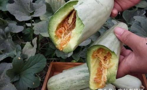 瓜产妇可以吃吗,瓜类食物的适宜与禁忌