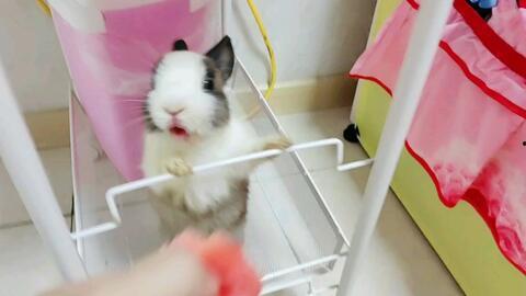 小皮皮吃瓜,揭秘娱乐圈那些不为人知的幕后故事