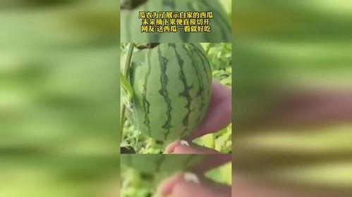 网友预测吃瓜,吃瓜成风，揭秘娱乐圈幕后真相