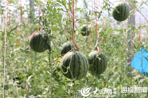 山西汾阳吃瓜事件视频,一场引发热议的街头冲突