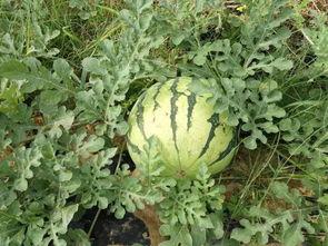 山瓜可以吃吗,天然美食，健康之选