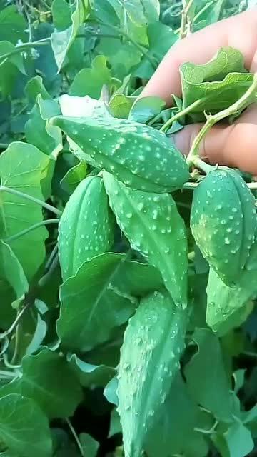 孕妇吃老瓜瓢,老瓜瓢助力孕妇健康饮食