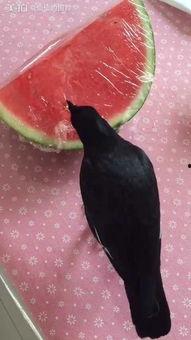 跟着西西吃瓜,跟着吃瓜，品味人生百态