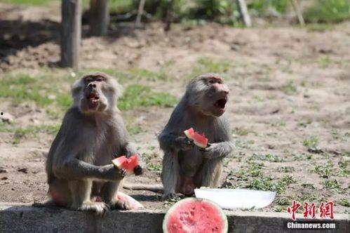 吃瓜视频动物,揭秘动物界的趣味瞬间
