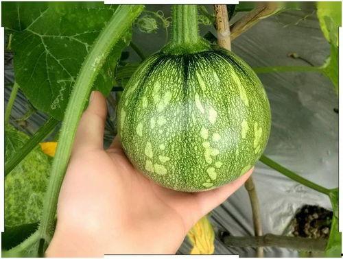 小舒同学吃瓜,揭秘娱乐圈那些事儿