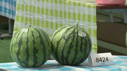 嘉兴最新吃瓜事件