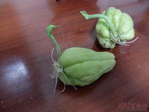 买佛手瓜吃,探索健康美味的绿色佳肴